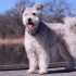 Sheepadoodle