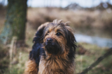 Kan ik beter een pup of volwassen hond adopteren?