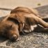 Waarom hebben honden zoveel energie?