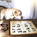 stamboom labrador raad Alles Wat Je Moet Weten