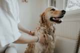 Tips voor het wassen van uw hond