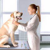 Vaccinatie na ziekte Wat Iedere Labrador Eigenaar Moet Weten