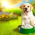Verbeter Je Labradors Leven Met Labrador huidverzorging supplementen