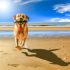 Ontdek Labrador mentale uitdaging Tips en Tricks Voor Labrador Liefhebbers