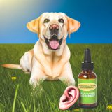 Verbeter Je Labradors Leven Met labrador oorproblemen voorkomen