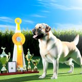 Verbeter Je Labradors Leven Met Labrador show titels