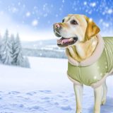 Verbeter Je Labradors Leven Met labrador winterhuid problemen