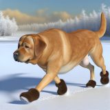 Verbeter Je Labradors Leven Met labrador winterse gewrichtszorg