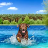 Verbeter Je Labradors Leven Met Labrador zwemmen frequentie