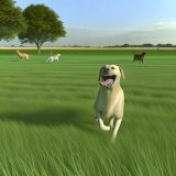 Verbeter Je Labradors Leven Met stamboom labrador vereniging