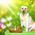 Waarom Labrador gewrichtssupplementen Belangrijk Is Voor Elke Labrador Eigenaar