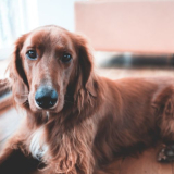 Beste vloeren voor als je een hond hebt