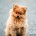 Hoe lang is een hond zwanger?