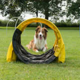 De vele voordelen van een online hondencursus