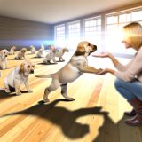 Waarom Assistentiehond Labrador selectie Belangrijk Is Voor Elke Labrador Eigenaar