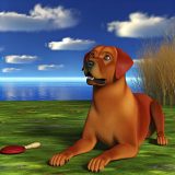 Waarom fox red labrador Belangrijk Is Voor Elke Labrador Eigenaar