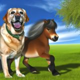 Waarom Honden en paarden Belangrijk Is Voor Elke Labrador Eigenaar