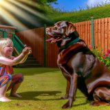 Waarom Labrador kinderen gedrag Belangrijk Is Voor Elke Labrador Eigenaar