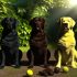 Handleiding labrador kleur fotografie Voor Een Gelukkige Labrador