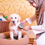 Waarom Labrador puppy verzorging Belangrijk Is Voor Elke Labrador Eigenaar