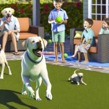 Waarom Labrador ras ontwikkeling Belangrijk Is Voor Elke Labrador Eigenaar