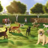 Waarom Labrador socialisatie belang Belangrijk Is Voor Elke Labrador Eigenaar