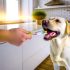 labrador kauwspeelgoed tanden Alles Wat Je Moet Weten