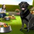 De Beste Tips Voor labrador voer voor gevoelige Zorg Goed Voor Je Labrador