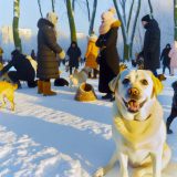Waarom labrador winterse socialisatie Belangrijk Is Voor Elke Labrador Eigenaar
