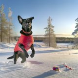 Waarom labrador winterse veiligheid Belangrijk Is Voor Elke Labrador Eigenaar