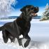 Verbeter Je Labradors Leven Met labrador winterwandeling tips
