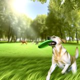 Wat Je Niet Mag Missen Over Labrador bewegingsbehoefte dagelijks Voor Labradors