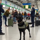 Wat Je Niet Mag Missen Over Labrador explosievenhond taken Voor Labradors