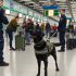Wat Je Niet Mag Missen Over Labrador bedrijfshond voordelen Voor Labradors