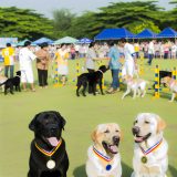 Wat Je Niet Mag Missen Over Labrador kampioenschappen Voor Labradors