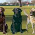 Waarom fox red labrador Belangrijk Is Voor Elke Labrador Eigenaar