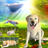 Wat Je Niet Mag Missen Over labrador leeftijd activiteitenniveau Voor Labradors