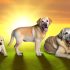De Ultieme Gids Voor oudste labrador ooit Bij Labradors
