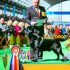 Hondenshow locaties Wat Iedere Labrador Eigenaar Moet Weten