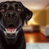 Wat Je Niet Mag Missen Over labrador tandvlees tumoren Voor Labradors