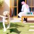 Labrador dagelijkse beweging Voor Je Labrador Essentiële Gids