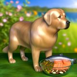 Wat Je Niet Mag Missen Over Labrador vachtconditie supplementen Voor Labradors