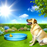 Wat Je Niet Mag Missen Over labrador zomer gezondheid Voor Labradors