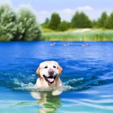 Wat Je Niet Mag Missen Over Labrador zwemmen drijfvermogen Voor Labradors