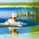 Wat Je Niet Mag Missen Over Labrador zwemtechniek Voor Labradors