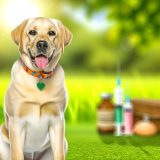 Wat Je Niet Mag Missen Over Vaccinatie bijwerkingen Labrador Voor Labradors