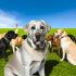 labrador kleurvariaties vergelijking Voor Je Labrador Essentiële Gids