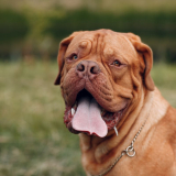 Welk hondenvoer geschikt is bij winderigheid